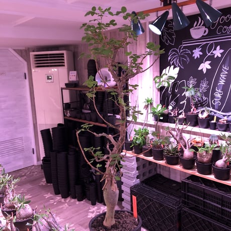 bursera  fagaroides《L  size》※現地球発根済※店主管理5年株※成熟しメクれ上がった表皮＆大変ぷっくりぼってり株元な作り込んだ一株※mad black pot植え