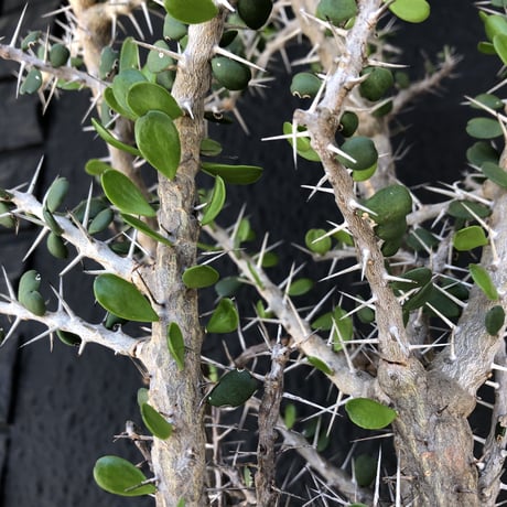 alluaudia    comosa《XL size》