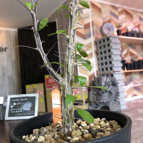 fouquieria  diguetii《M  size》