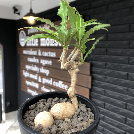 euphorbia cremersii《 L size》※現地球発根後店主国内管理2年株※美しいギザギザ葉に綺麗な塊根とのcontrastが堪らない一株※mad black pot植え
