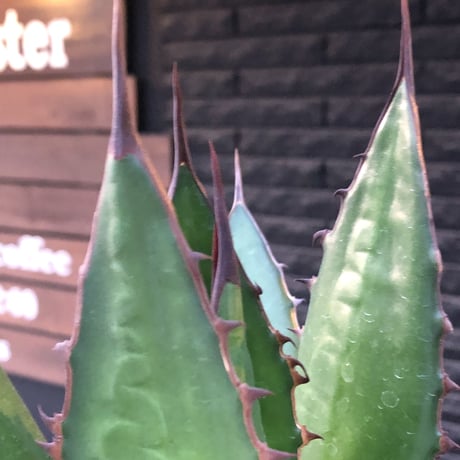 agave horrida《大きめL size》※現地球発根後店主国内管理3年株※締まり&樹形balance良き大きめホリダ※mad black bowl pot植え