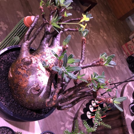 packypodium  gracilius《XL size》大株※現地球発根後店主国内管理7年株※大変big且つ激枝振り＆現地焼けbody※mad black bowl pot植え