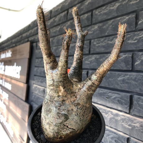 pachypodium gracilius《大きめM  size》※現地球発根後店主国内管理4年株※balance &綺麗肌なオーソドックスな良樹形株※mad black pot植え
