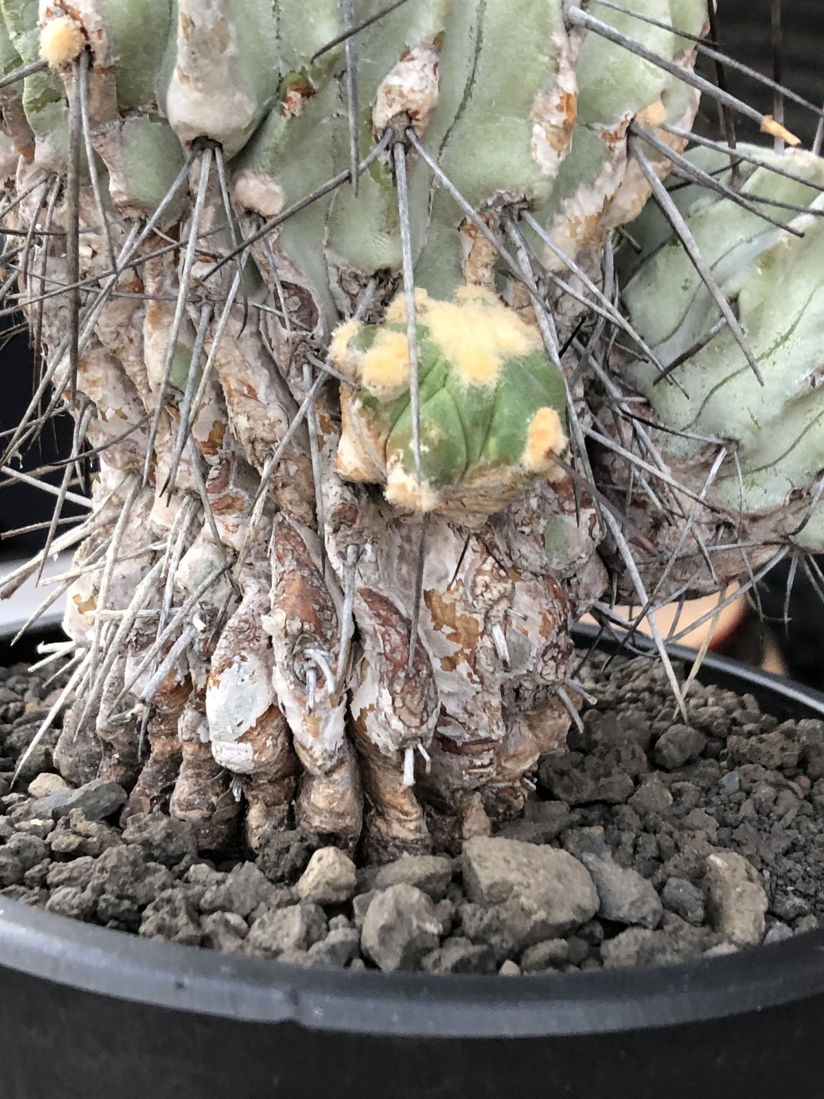 copiapoa cinerea ver.dealbata《L size》※現地球発根後店主国 copiapoa cinerea ver.dealbata《L size》※現地球発根後店主国