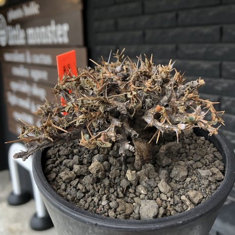 sarcocaulon  vanderietiae《大きめM size》※現地球発根後店主国内管理3年株※希少春秋型種‼︎weight低く枝間密な纏まり良き一株※mad black pot植え