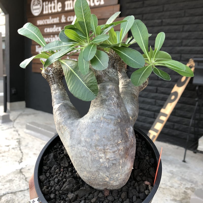 パキポディウム エニグマティクム　発根済み パキポディウム エニグマティクム | GREEN LUCK