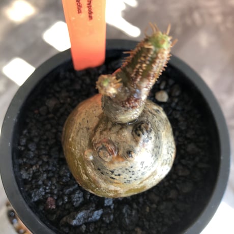 pachypodium gracilius《S size》一部green肌株※現地球発根後店主国内管理3年株※極短枝のコロコロまん丸樹形のかわいいグラキ※mad black pot植え