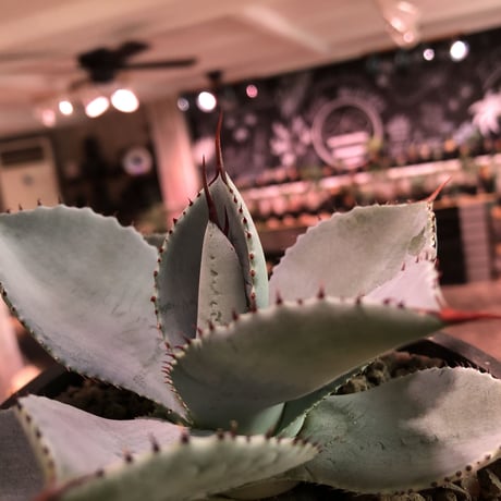 agave  pygmaea  dragon toes《M  size》※発根済株※店主国内管理2年株※良きcolor良きサイズ感‼︎極美オススメ株※mad black pot植え※限定2株