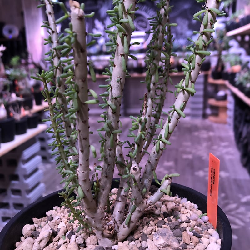 希少】ケラリア・ナマクエンシス ceraria namaquensis - 観葉植物