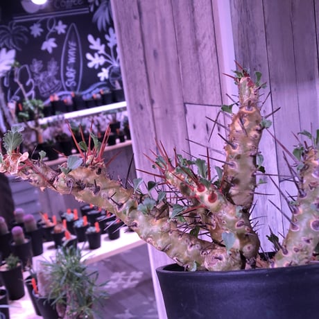 sarcocaulon  crassicaule《L size》