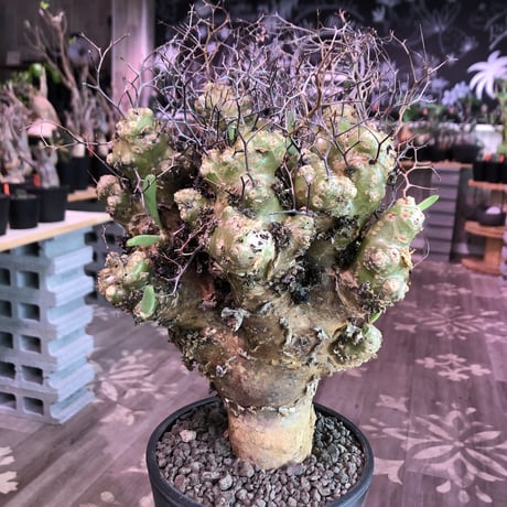 tylecodon    reticulatus《L L size》現地球発根済株※店主国内管理4年株※ヤバいほど太過ぎる株元に網目状な針の装い‼︎impact絶大※mad black pot植え