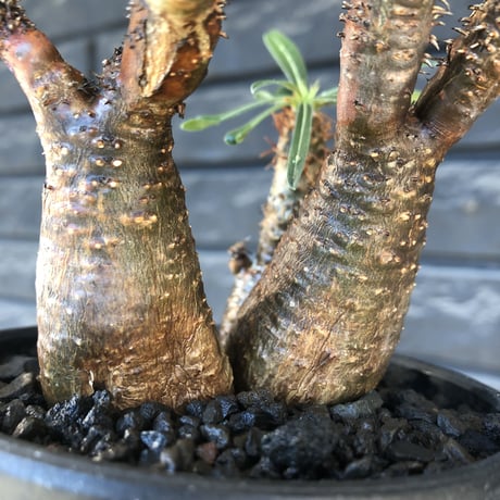 pachypodium gracilius《S size》希少green&赤肌&3-he'd株※現地球発根後店主国内管理3年株※男らしいwildな出立ち※mad black bowl pot植え