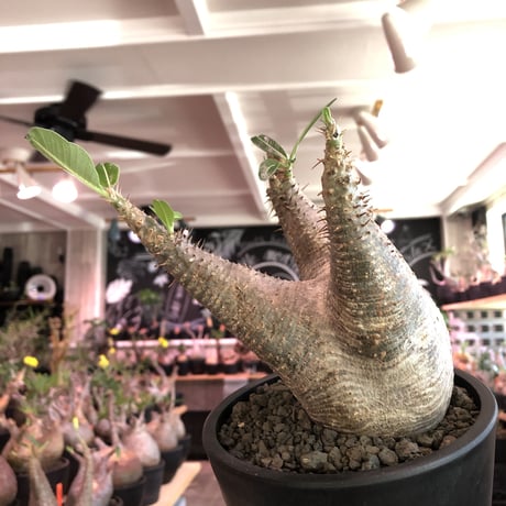 packypodium   makayense《M size》※現地球発根済株※店主国内管理2年株※手乗りサイズの丁度良きサイズ感‼︎立体的マカイらしい樹形‼︎※mad black pot植え