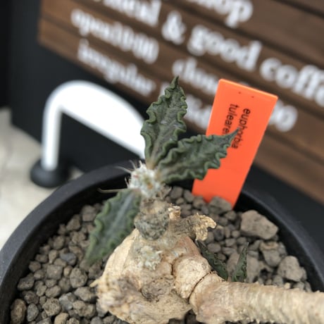 euphorbia tulearensis《 M size》※現地球発根後店主国内管理3年株※驚愕‼︎希少性激高塊根ユーフォルビア‼︎balance良き一株※mad black pot植え