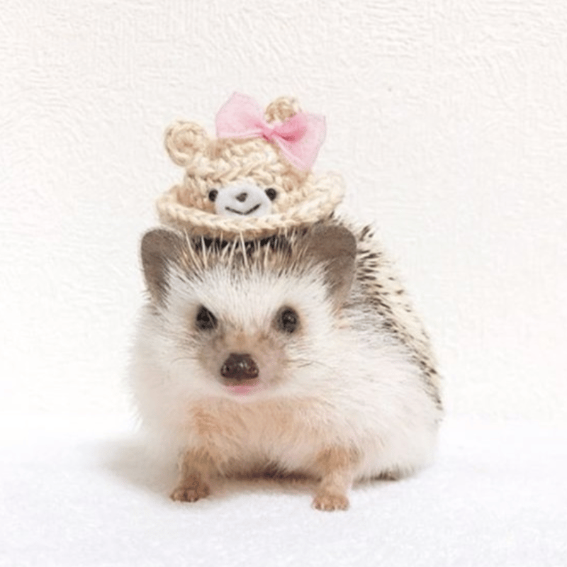 hacodeco様　ハリネズミ　ニット帽はりねずみ 作家　ぬいぐるみ hacodeco様 ハリネズミ ニット帽はりねずみ 作家 ぬいぐるみ はり