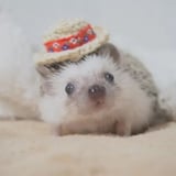 あとりえもぐ