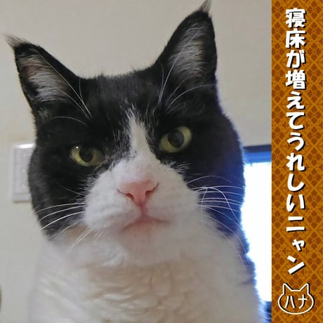 猫守パレット