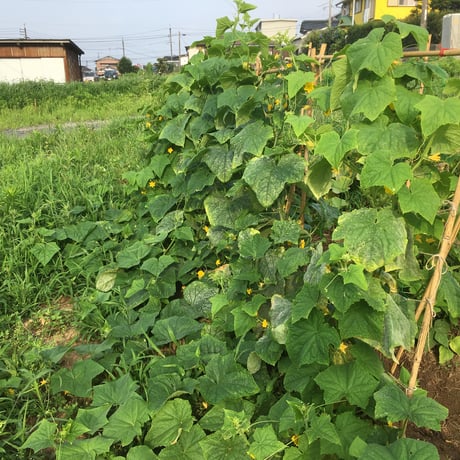 【連続セミナー】《郡上》2026 岡本よりたかの「無肥料で自給農を始めるセミナー =初級=」