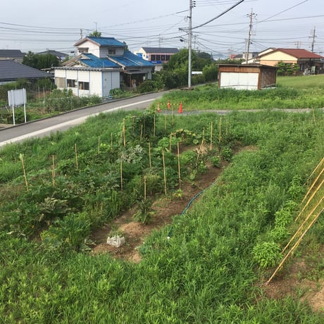 【連続セミナー】《郡上》2026 岡本よりたかの「無肥料で自給農を始めるセミナー =初級=」