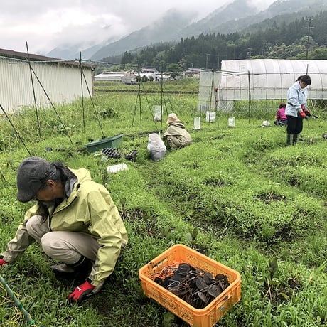 【連続セミナー】《郡上》2026 岡本よりたかの「無肥料で自給農を始めるセミナー =初級=」