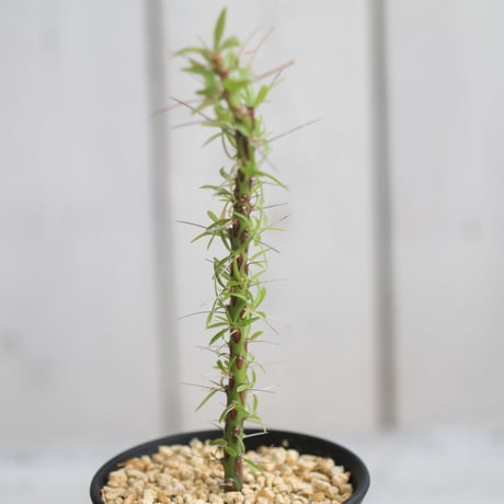 CATEGORY フォークイエリア | hanayoshi-botanical