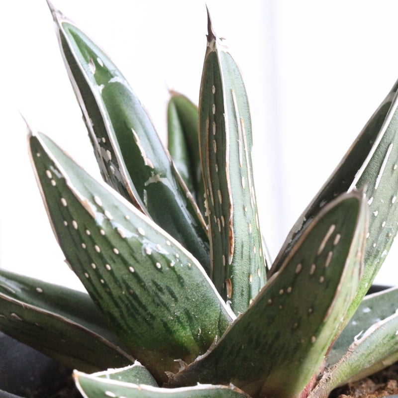 アガベ ピンチラ | hanayoshi-botanical
