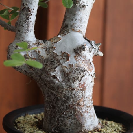 commiphora　オルビクラリス