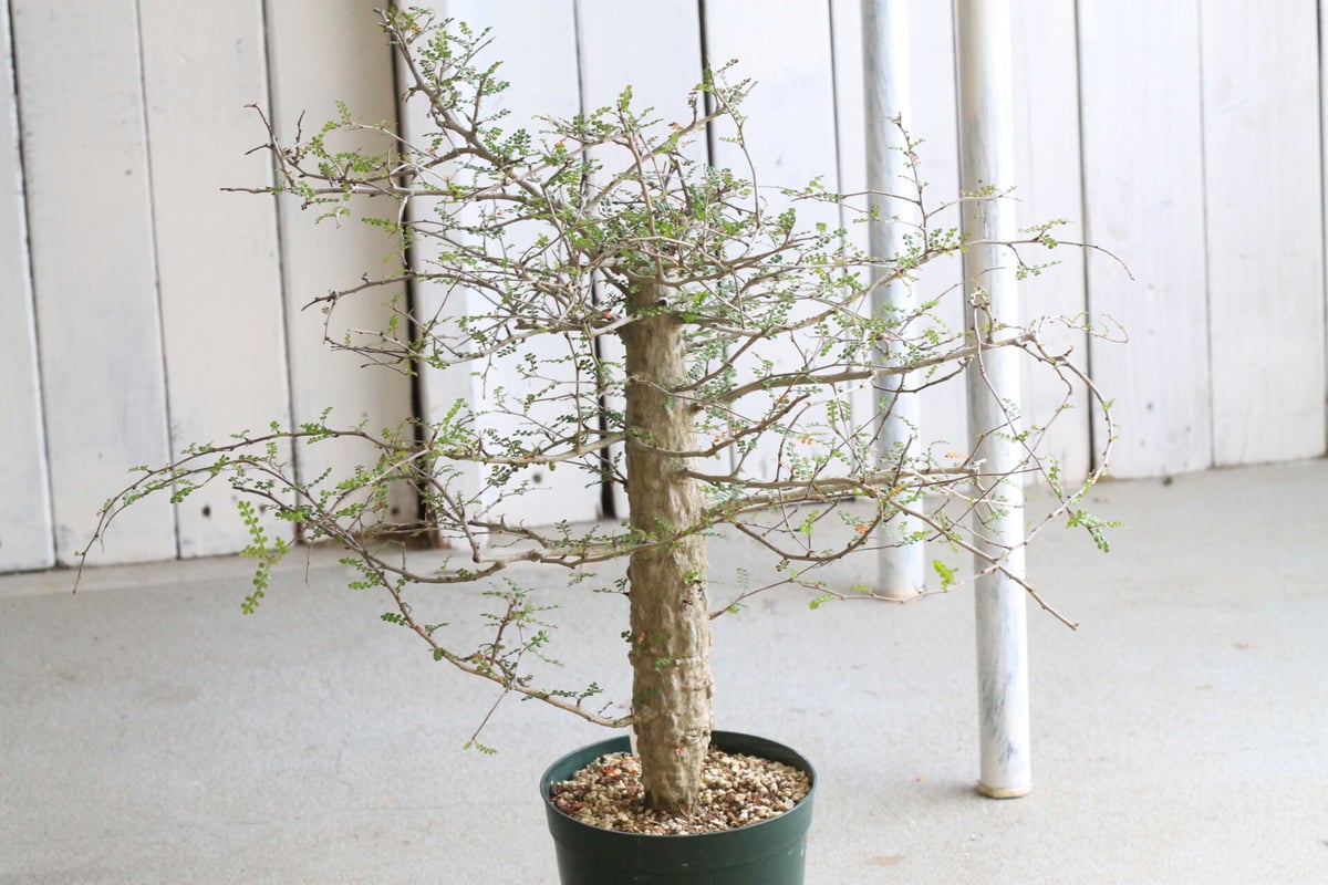 オペルクリカリア デカリー | hanayoshi-botanical