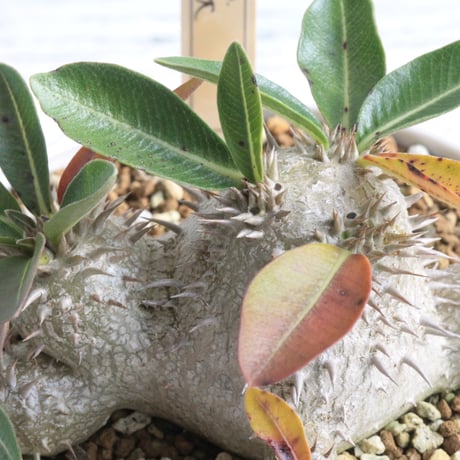 パキポディウム　hyb タキ大