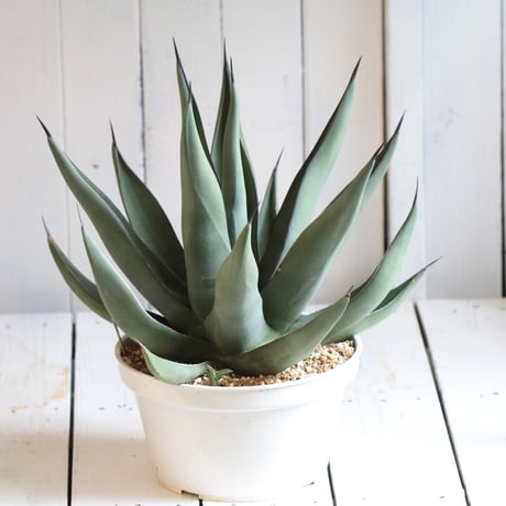 Agave シャークスキン