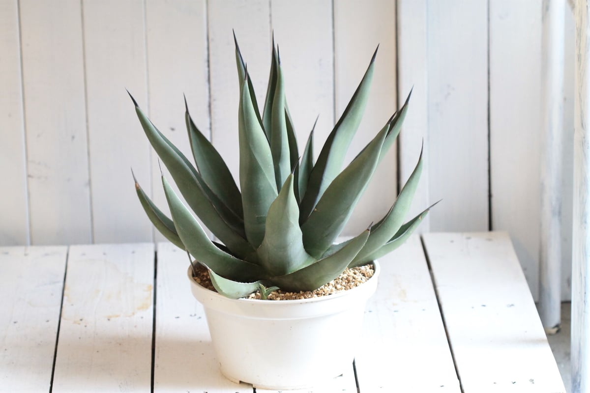 Agave シャークスキン | hanayoshi-botanical