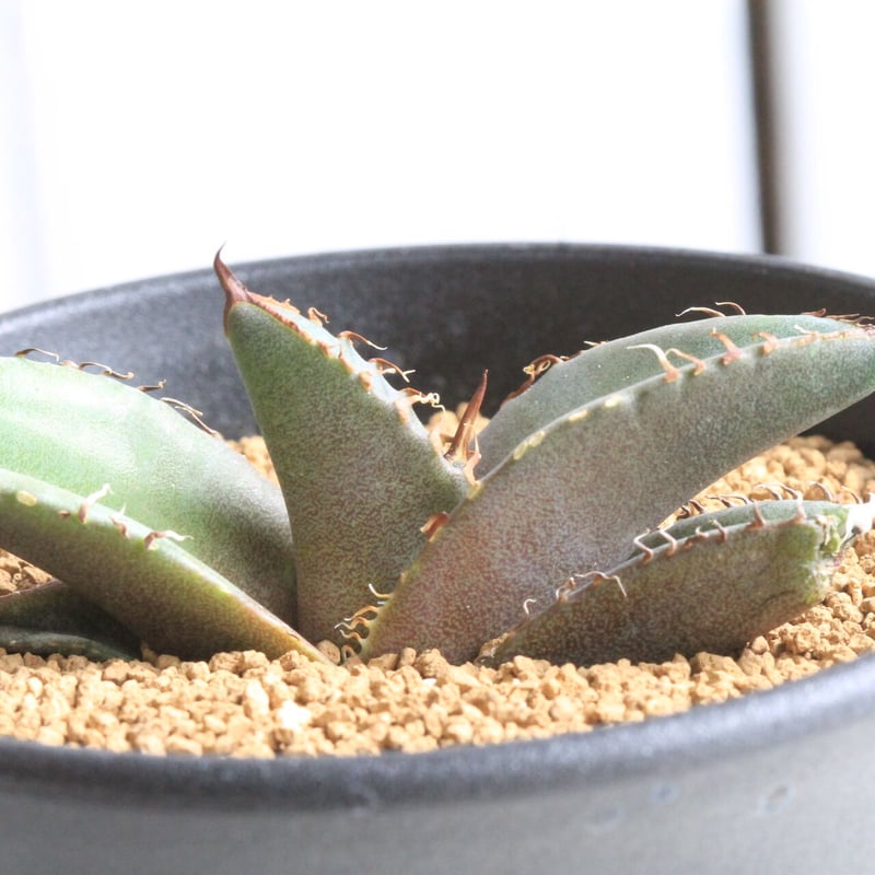 アガベ チタノタ 南アフリカダイヤモンド | hanayoshi-botanical