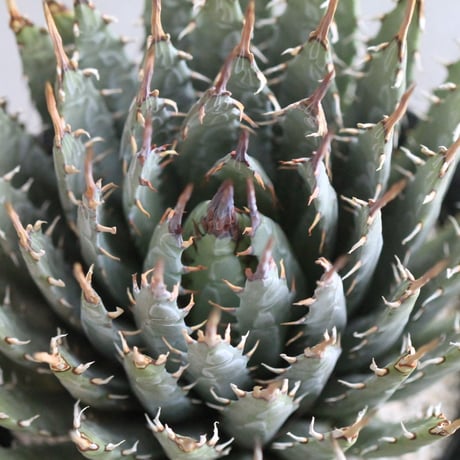 Agave　ユタエンシス　エボリスピナ