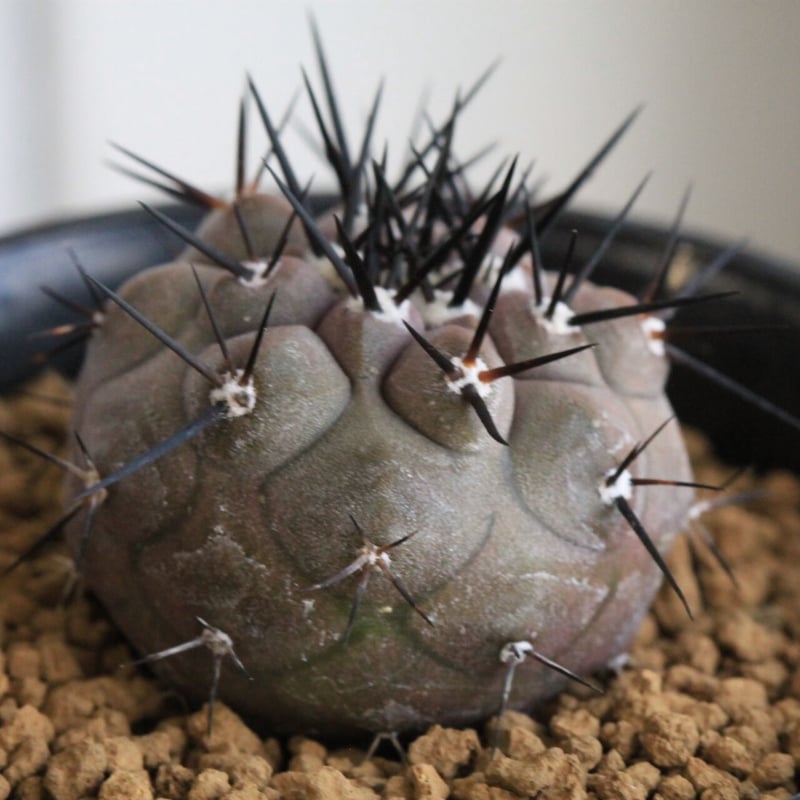 コピアポア 黒王丸（実生） | hanayoshi-botanical