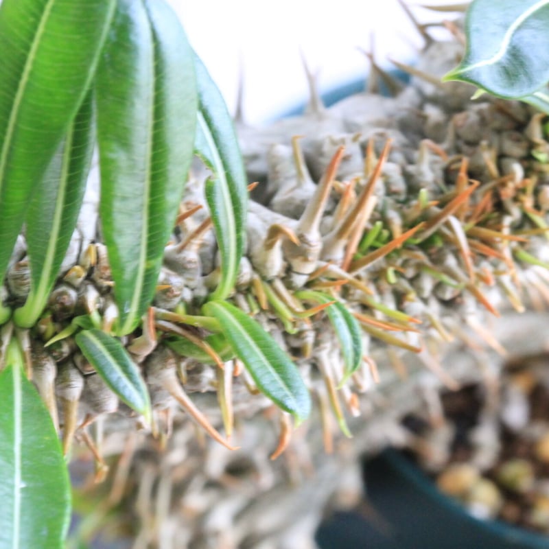 パキポディウム ラメリー（棘無し綴化） | hanayoshi-botanical