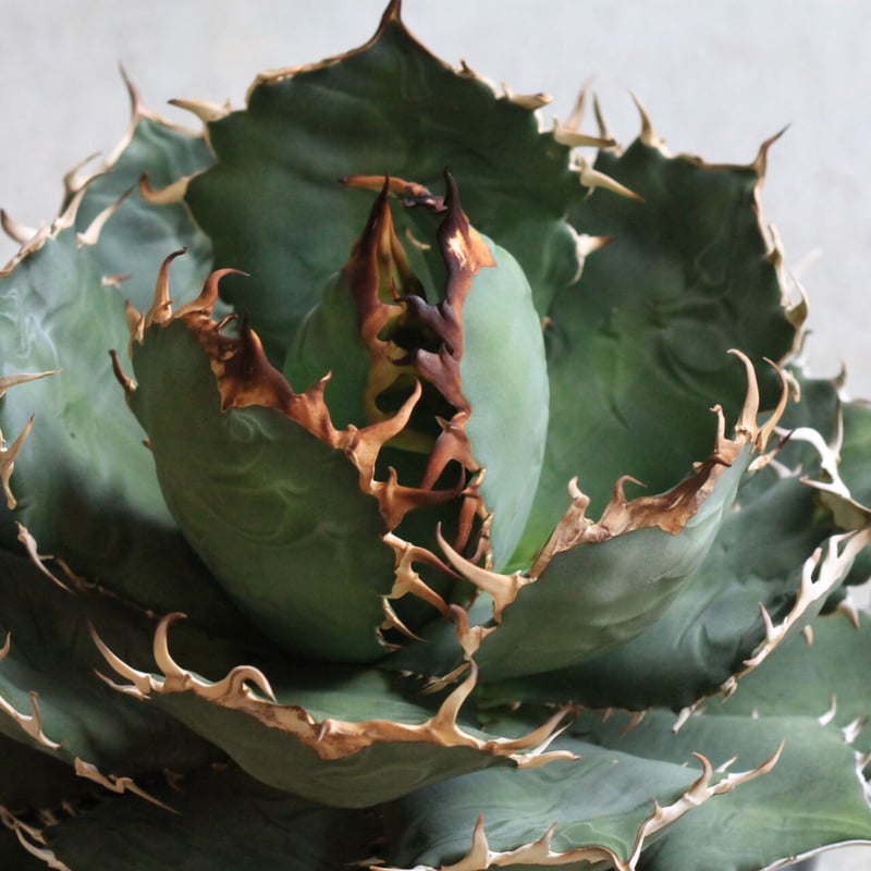 アガベ チタノタ アガベ チタノタ NF | hanayoshi-botanical