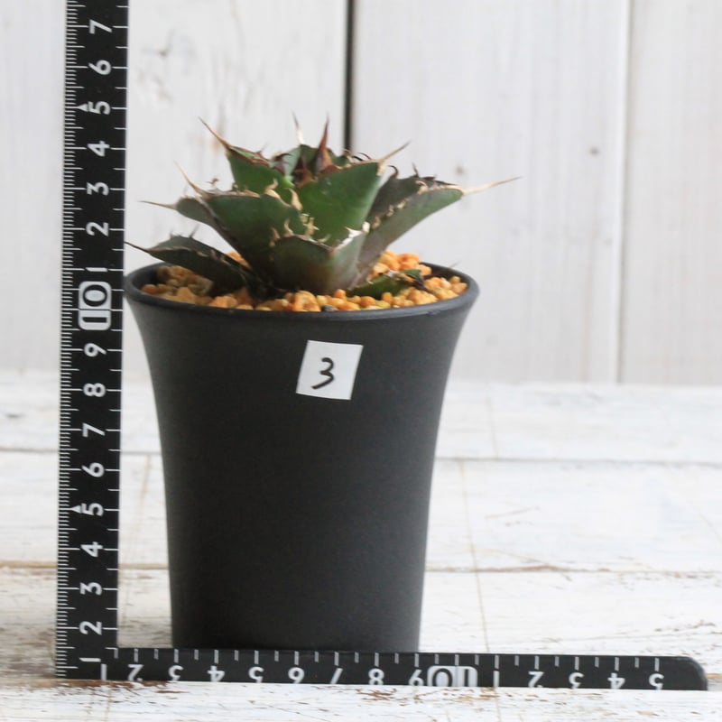 アガベ チタノタ アバランチ 子株 未発根 オテロイ AVALANCHE ③ 総額70万円超】2023年6月に購入した植物【前編】 - つばさブログ