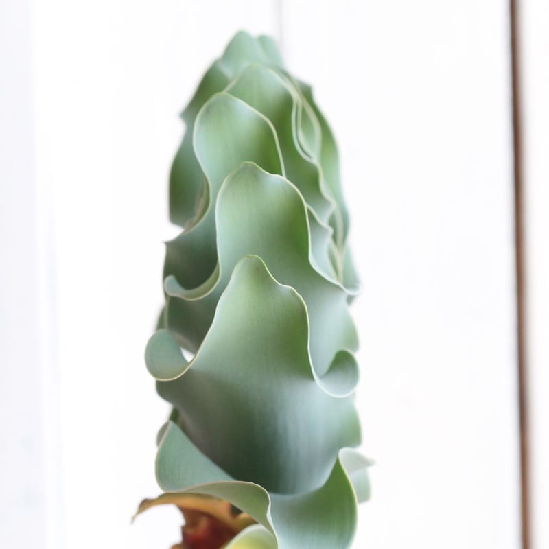 ブーファン ハエマントイデス | hanayoshi-botanical ブーファン ハエマントイデス | hanayoshi-botanical
