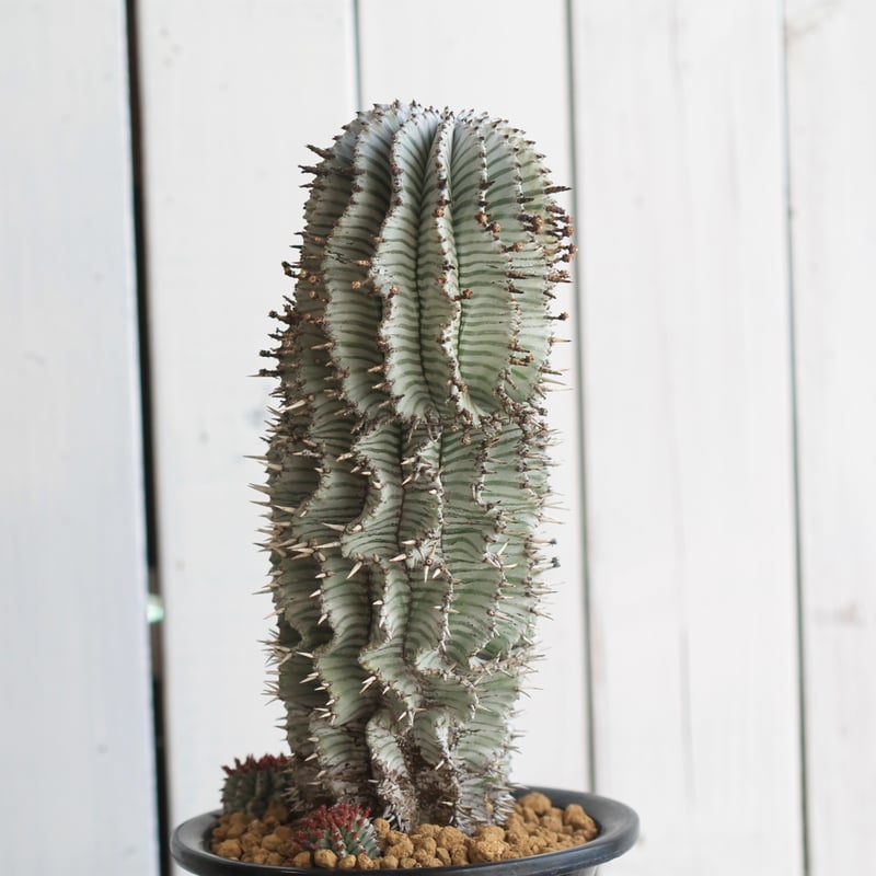 ユーフォルビア 宇田ゼブラ | hanayoshi-botanical