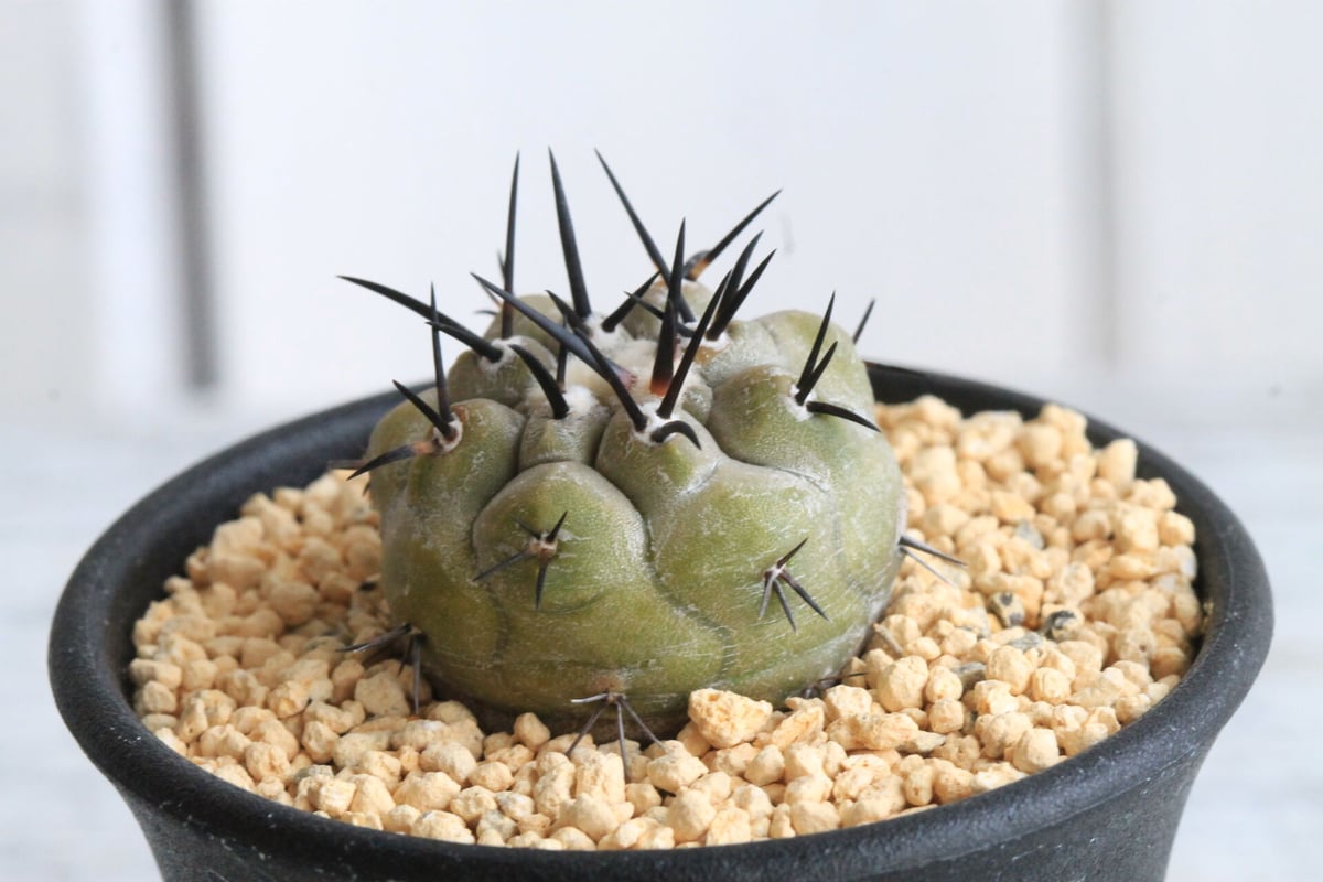 コピアポア シネレア 黒王丸 台付き コピアポア シネレア 黒王丸（実生） | hanayoshi-botanical