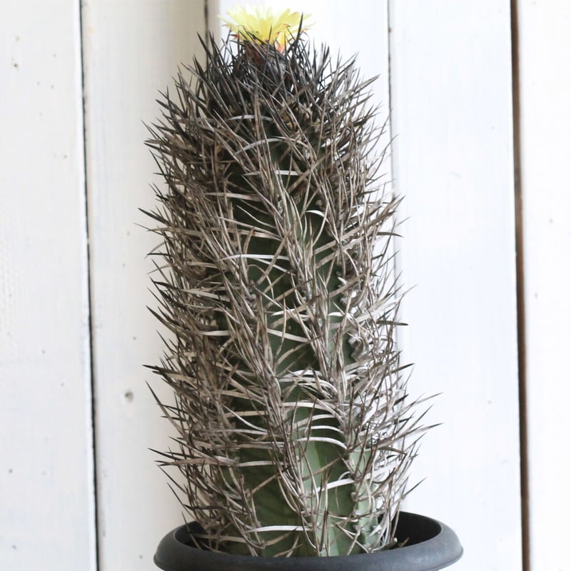 アストロフィツム 大鳳玉 | hanayoshi-botanical