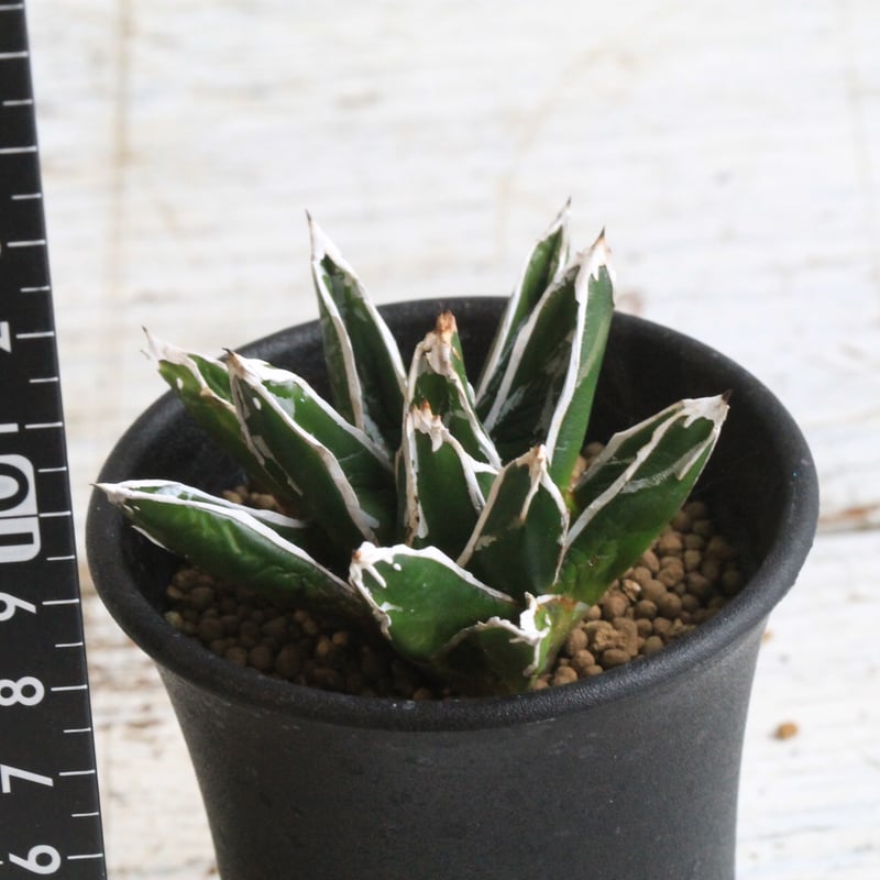 アガベ 特選笹の雪（OW-1） | hanayoshi-botanical