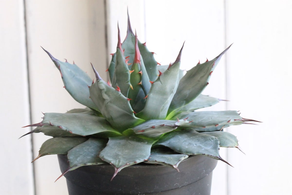 アガベ アップラナータ （王妃吉祥天）（メリコ） | hanayoshi-botanical