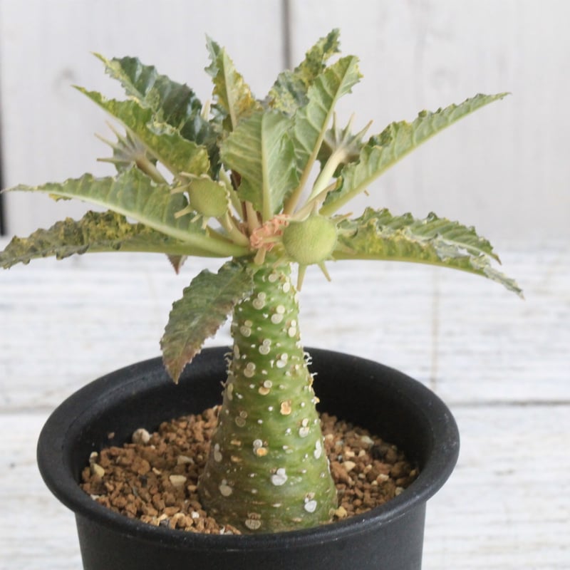 開花株】ドルステニア ホルウッディ錦 実生株 ポットごと発送 開花株