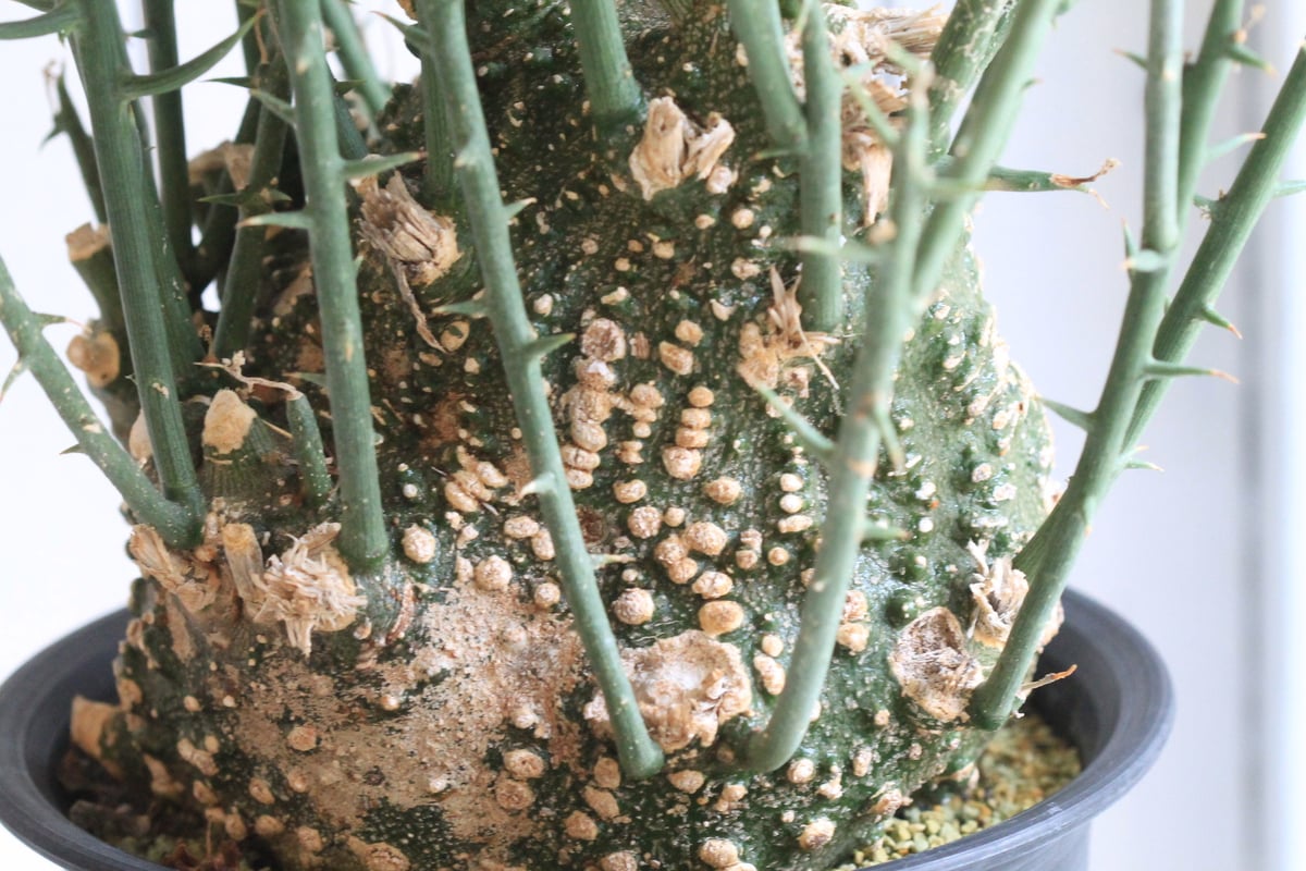 週末セール値下げ不可　アデニア　グロボーサ アデニア グロボーサ 【公式通販】