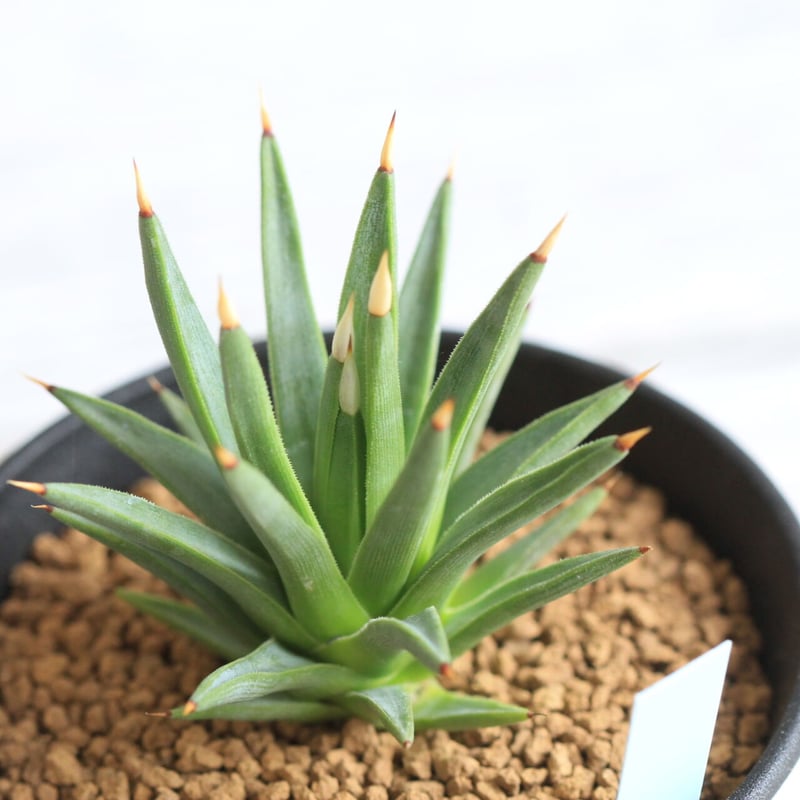 アガベ アルボピロサ アルボピロ－サ 【公式通販】