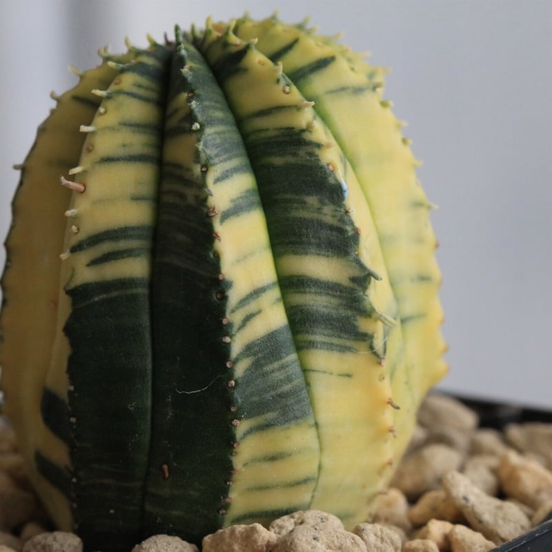 ユーフォルビア 魔紅キリン錦 | hanayoshi-botanical