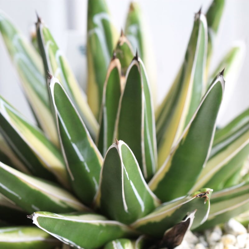 アガベ笹の雪新雪山(ロッキー)中株コレクション個体チタノタ アガベ ロッキー雪山 | hanayoshi-botanical