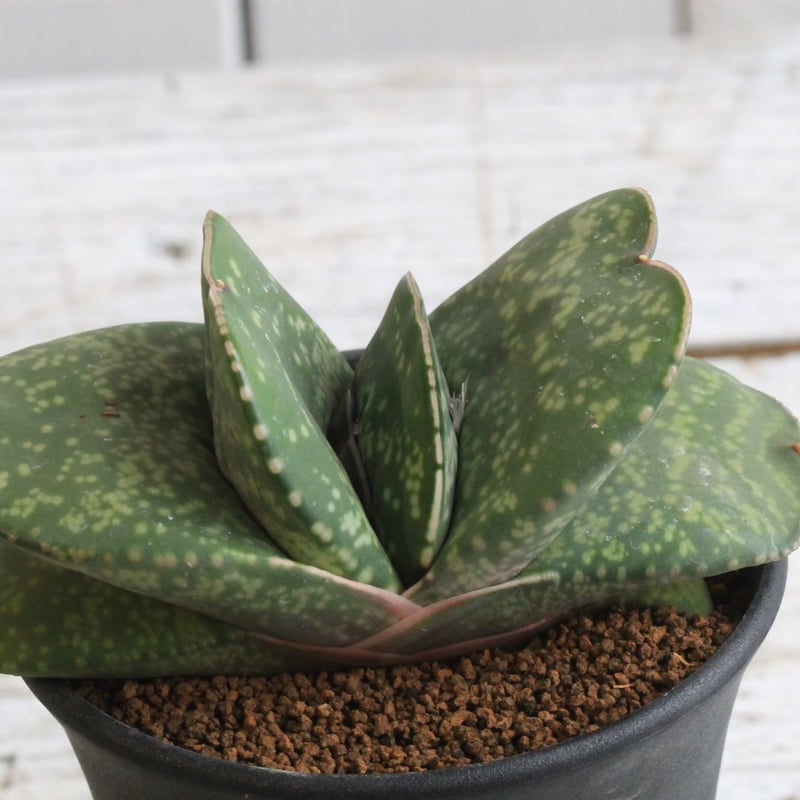 ガステリア 恐竜④ | hanayoshi-botanical