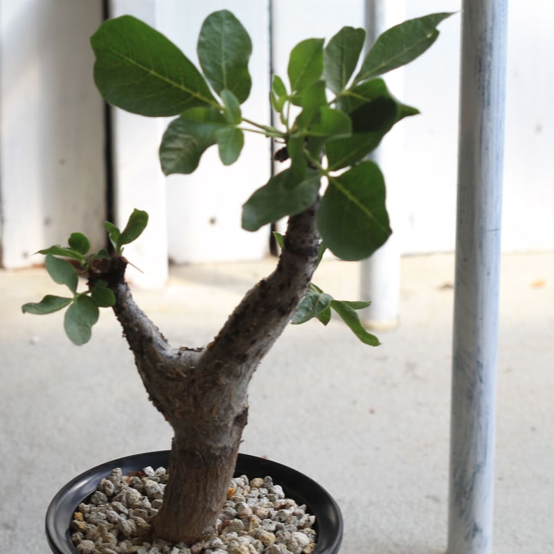 エボリスピナ・コミフォラグイドッティ 現地球 commiphora guidotti《L size》 | plants holic